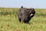 BOUVIER DES FLANDRES 128